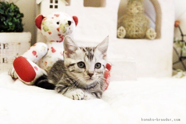 ID:1706-00209の子猫