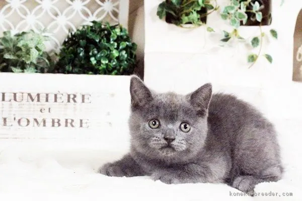 けん 様のお迎えした子猫