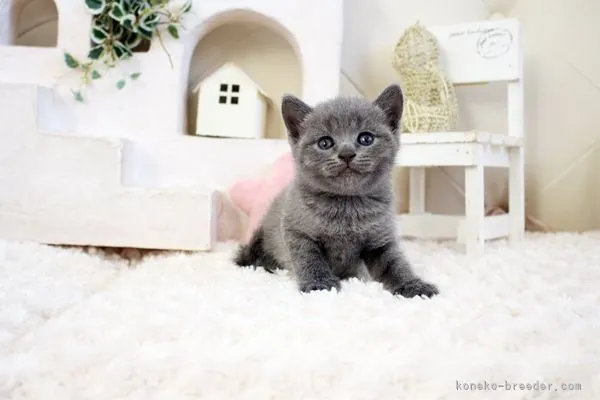 ミチクン 様のお迎えした子猫