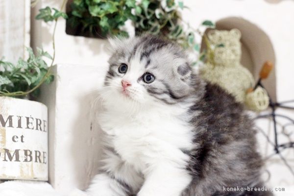 ID:1805-01027の子猫