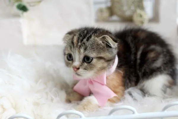 ID：1311-00014の子猫