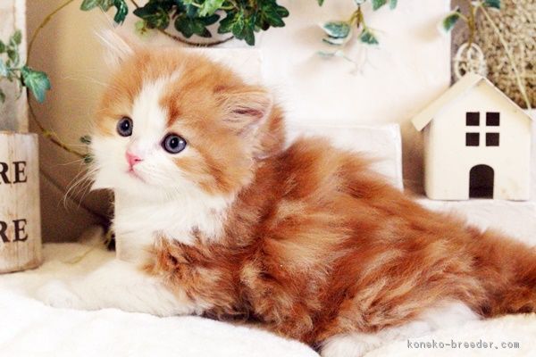 ID:1712-00136の子猫