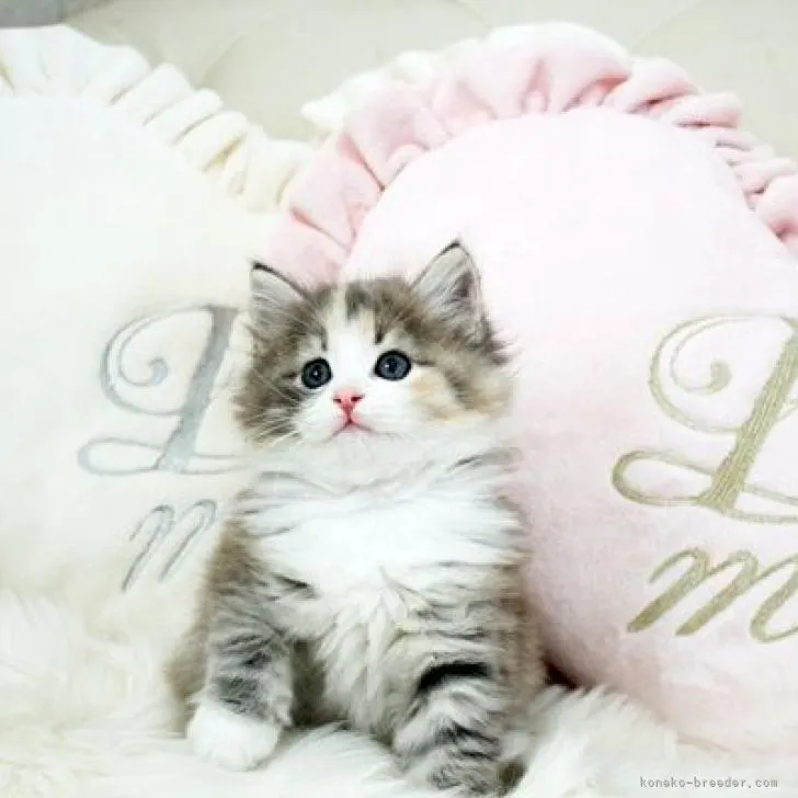 ID：2211-01291の子猫