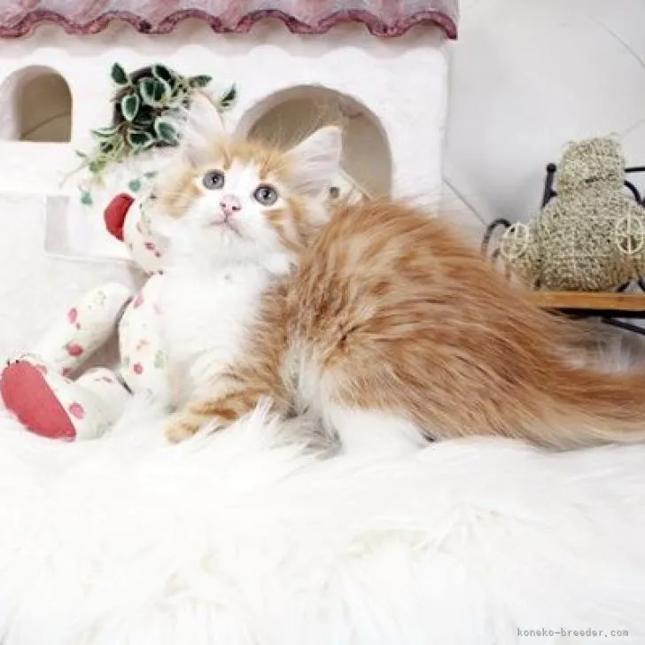ID:2208-01060の子猫