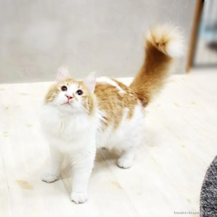 ID：2208-01058の子猫