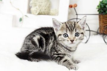 マンチカン【佐賀県・女の子・2016年3月20日・シルバーパッチド】の写真「」