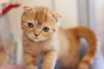 スコティッシュフォールド【佐賀県・男の子・2015年8月12日・レッドタビー】の写真「」