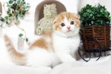 スコティッシュフォールド【佐賀県・男の子・2016年2月9日・レッドタビー&ホワイト】の写真「」