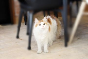 ノルウェージャンフォレストキャット【佐賀県・女の子・2021年2月18日・レッド&ホワイト】の写真「可愛いネコちゃん💛」