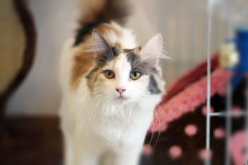 ノルウェージャンフォレストキャット【佐賀県・女の子・2016年8月10日・ダイリュードキャリコ】の写真「とても美人さんのノルウェージャン」