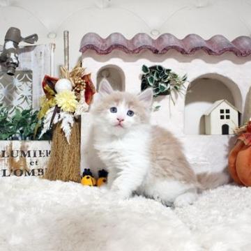 ノルウェージャンフォレストキャット【佐賀県・男の子・2022年9月9日・クリーム&ホワイト】の写真「元気なノルちゃん★」