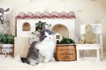 ノルウェージャンフォレストキャット【佐賀県・男の子・2022年1月3日・ブルー&ホワイト】の写真「可愛いノル君。PK欠損症発症しません。」