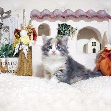 ノルウェージャンフォレストキャット【佐賀県・女の子・2022年9月9日・ダイリュウードキャリコ】の写真「元気なノルちゃん★」