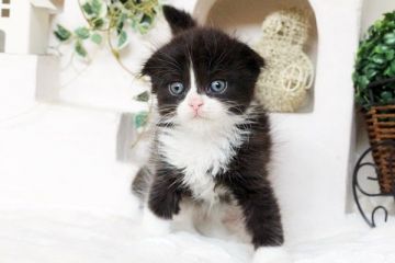 スコティッシュフォールド【佐賀県・男の子・2016年2月20日・ブラック&ホワイト】の写真「」