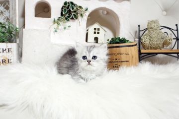 ペルシャ(チンチラ)【佐賀県・女の子・2022年4月3日・チンチラシルバー】の写真「ふんわりチンチラちゃん💛」