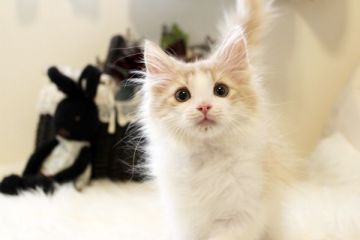 ノルウェージャンフォレストキャット【佐賀県・女の子・2017年1月24日・クリーム&ホワイト】の写真「とても美人さんのノルウェージャン」