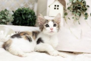 ノルウェージャンフォレストキャット【佐賀県・女の子・2016年8月10日・キャリコ】の写真「」