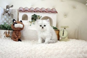 ペルシャ(チンチラ)【佐賀県・男の子・2021年6月9日・チンチラシルバー】の写真「可愛いチンチラちゃん★」