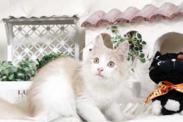 ノルウェージャンフォレストキャット【佐賀県・男の子・2016年6月7日・クリーム&ホワイト】の写真「」