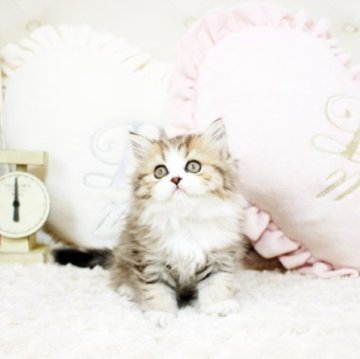 ペルシャ(チンチラ)【佐賀県・女の子・2023年3月16日・チンチラゴールデン】の写真「可愛いチンチラちゃん★」