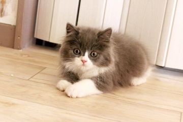 スコティッシュフォールド【佐賀県・男の子・2014年11月1日・ブルー&ホワイト（ロング）】の写真「」