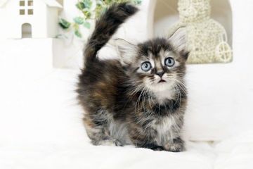 マンチカン【佐賀県・女の子・2016年2月20日・トーティー】の写真「」