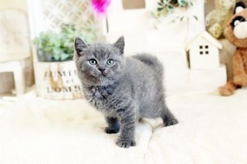 ブリティッシュショートヘア【佐賀県・男の子・2020年10月20日・ブルー】の写真「真ん丸お顔のブリちゃんです♪」