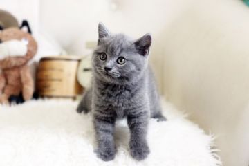 ブリティッシュショートヘア【佐賀県・男の子・2020年10月29日・ブルー】の写真「真ん丸お顔のブリちゃんです♪」