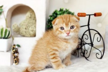 スコティッシュフォールド【佐賀県・男の子・2016年1月11日・レッドタビー&ホワイト】の写真「」