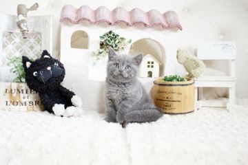 ブリティッシュショートヘア【佐賀県・男の子・2021年10月8日・ブルー】の写真「可愛いお顔のブリちゃんです♪」