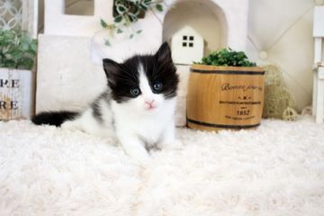 ノルウェージャンフォレストキャット【佐賀県・男の子・2021年8月23日・ブラック&ホワイト】の写真「可愛いネコちゃん💛」