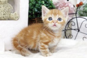 マンチカン【佐賀県・男の子・2016年2月20日・レッドタビー】の写真「」