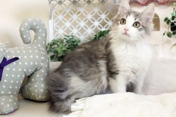 ノルウェージャンフォレストキャット【佐賀県・男の子・2016年10月10日・ブルータビー&ホワイト】の写真「」