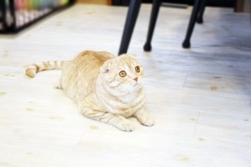 スコティッシュフォールド(折れ耳)【佐賀県・男の子・2021年3月2日・レッドタビー】の写真「耳折れの可愛いスコ君★」