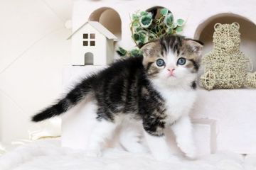 スコティッシュフォールド【佐賀県・男の子・2016年2月20日・ブラウンタビー&ホワイト】の写真「」