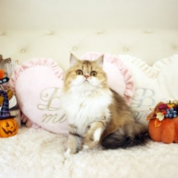 ペルシャ(チンチラ)【佐賀県・女の子・2022年11月2日・チンチラゴールデン】の写真「可愛いチンチラちゃん★」