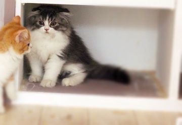 スコティッシュフォールド【佐賀県・男の子・2014年11月1日・ブルー&ホワイト（ロング）】の写真「」