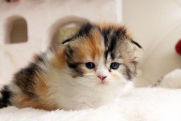 スコティッシュフォールド【佐賀県・女の子・2015年2月10日・キャリコ】の写真「」