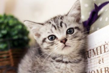 スコティッシュフォールド【佐賀県・男の子・2015年10月26日・シルバータビー】の写真「」