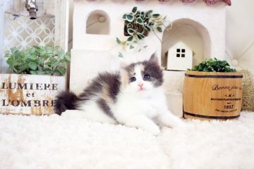 ノルウェージャンフォレストキャット【佐賀県・女の子・2021年8月23日・ダイリュードキャリコ】の写真「可愛いネコちゃん💛」