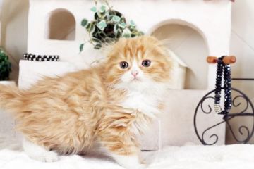 スコティッシュフォールド【佐賀県・男の子・2016年10月10日・レッドタビー&ホワイト】の写真「」