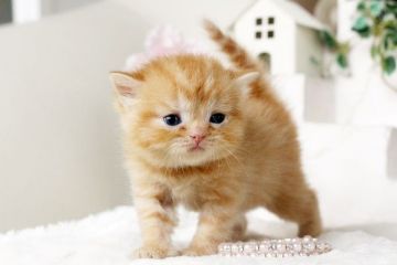 スコティッシュフォールド【佐賀県・女の子・2016年5月19日・レッドタビー】の写真「」