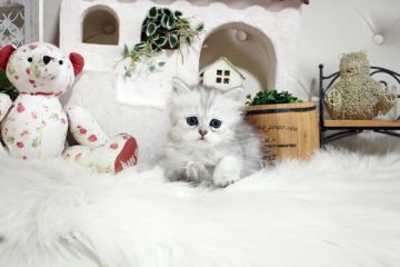 ペルシャ(チンチラ)【佐賀県・女の子・2022年4月3日・チンチラシルバー】の写真「ふんわりチンチラちゃん💛」