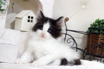 ノルウェージャンフォレストキャット【佐賀県・男の子・2018年9月4日・ブラック&ホワイト】の写真「とてもハンサムさんのノルウェージャン」