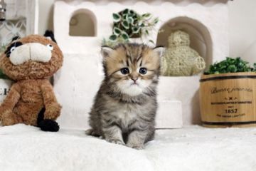 ペルシャ(チンチラ)【佐賀県・男の子・2021年2月15日・チンチラゴールデン】の写真「可愛いネコちゃん💛」