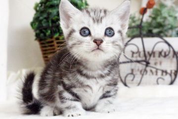 マンチカン【佐賀県・女の子・2016年2月15日・シルバータビー（ショート）】の写真「」