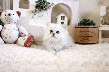 ペルシャ(チンチラ)【佐賀県・女の子・2021年10月8日・チンチラシルバー】の写真「可愛いチンチラちゃん★」