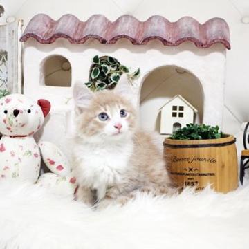 ノルウェージャンフォレストキャット【佐賀県・女の子・2022年5月1日・クリームタビー&ホワイト】の写真「可愛いネコちゃん💛」