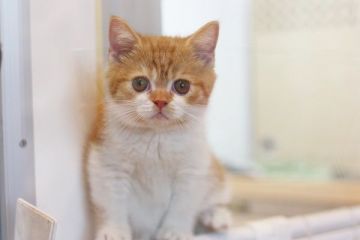 スコティッシュフォールド【佐賀県・女の子・2015年9月30日・レッドタビー&ホワイト】の写真「」