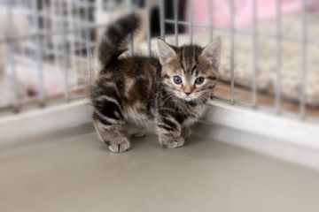 マンチカン【佐賀県・女の子・2014年10月29日・ブラウンパッチドタビー（ショート）】の写真「胴も短く足も短い子です。」